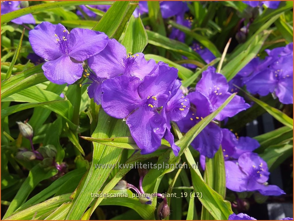 Tradescantia andersoniana 'Purewell Giant'